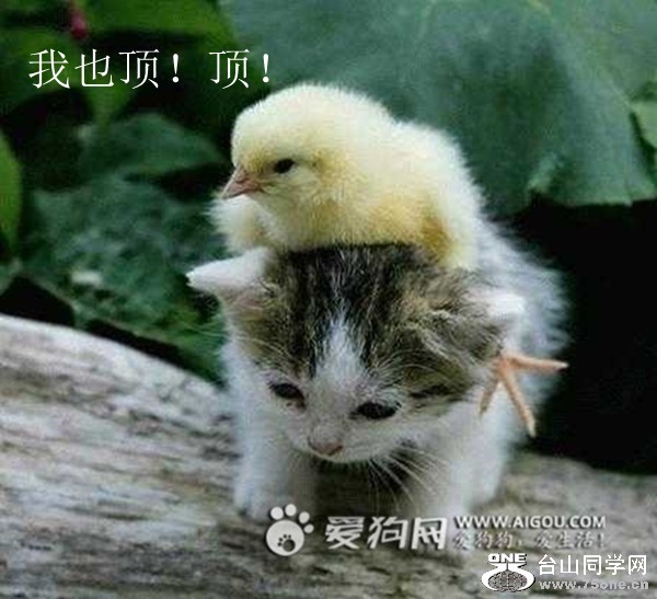 pih8gc1nmd8d[1]_����.jpg