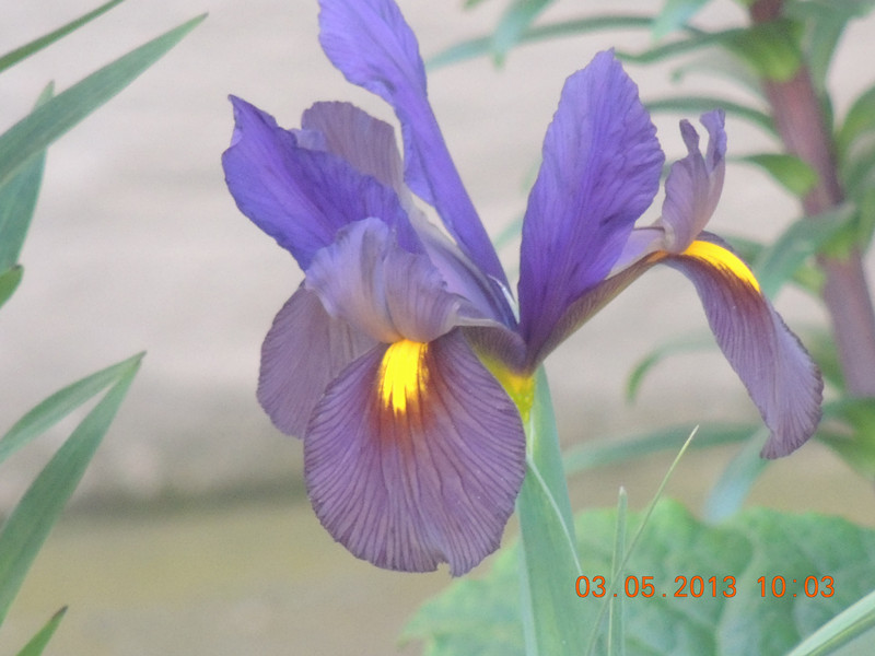 flower 118_.jpg