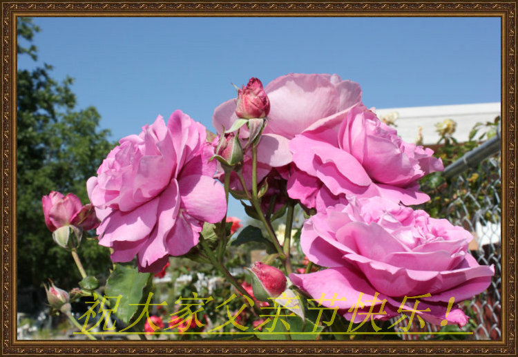 Canon's T2i 139_1_����.JPG