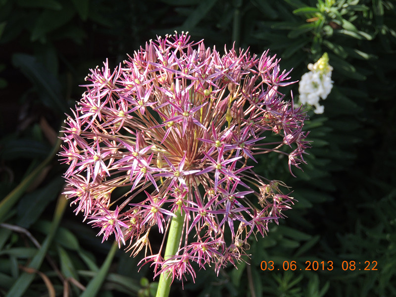 flower 525_����.jpg