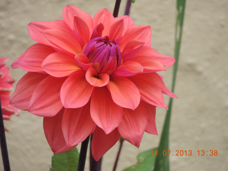 flower 209_.jpg