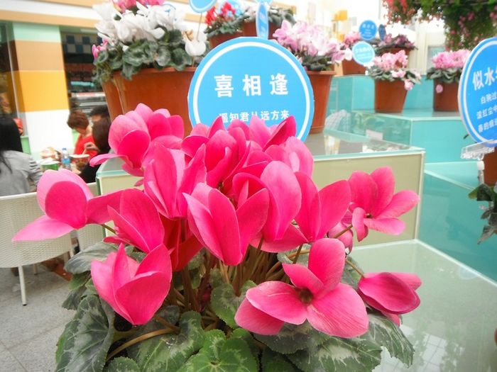 DSCF2434_����.jpg