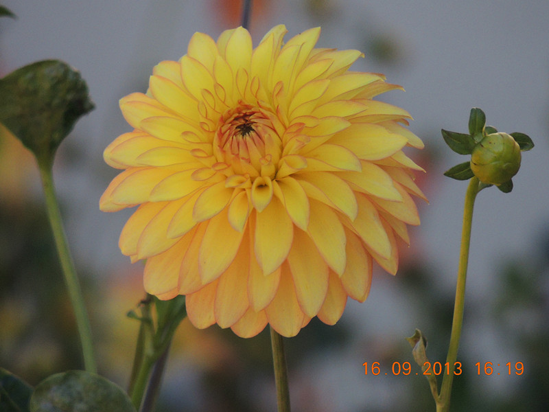 flower 952_.jpg