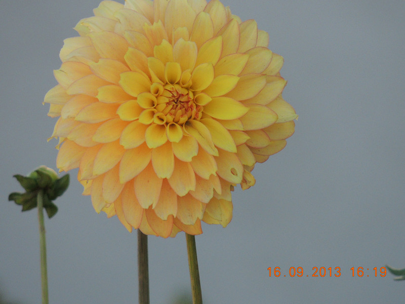 flower 953_.jpg