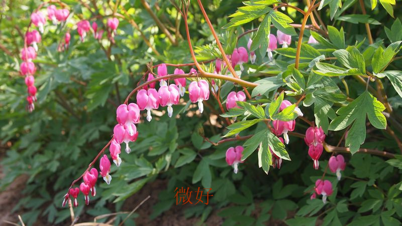 P4113641_����.jpg