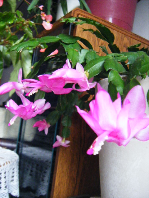 �҃�ֲ�� 021.JPG