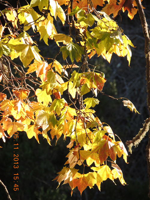 Golden gate park 718_.jpg