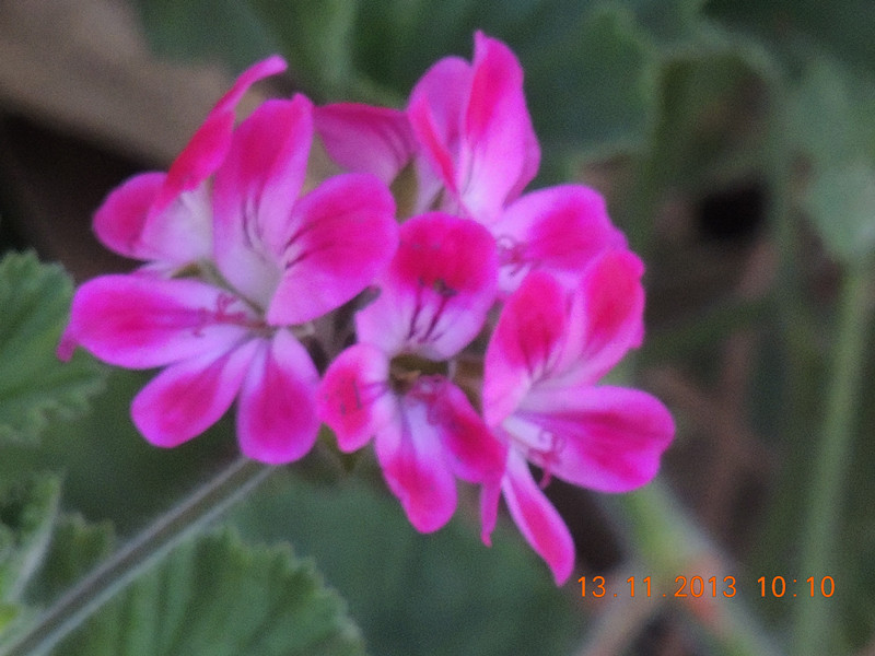 flower #2 223_.jpg