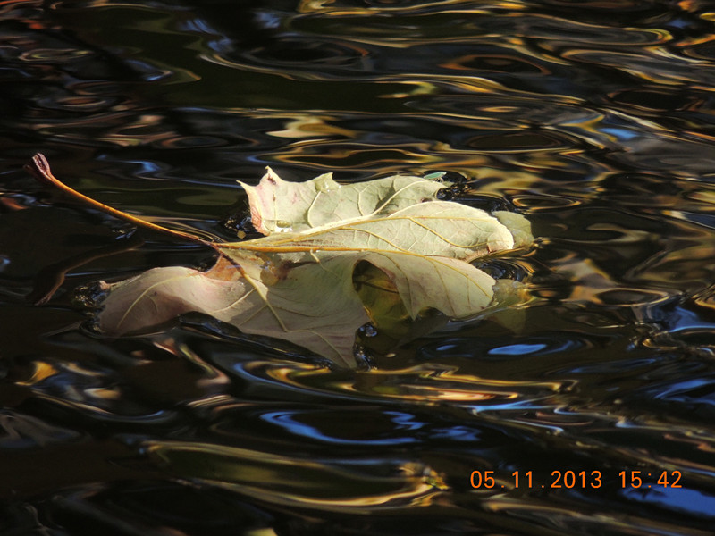 Golden gate park 708_.jpg