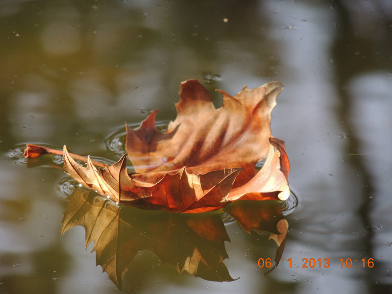 Golden gate park 795_.jpg