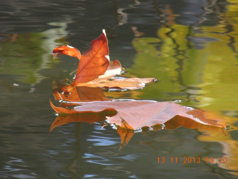 Golden gate park 968_.jpg