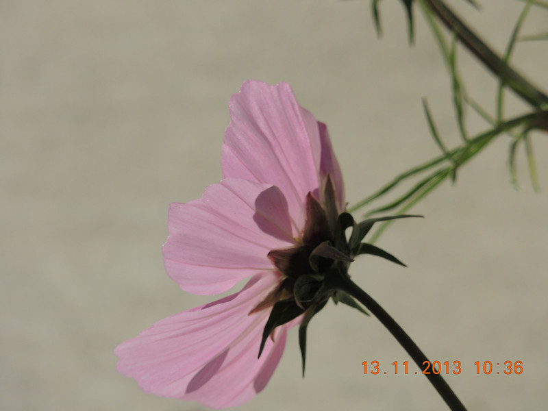 flower #2 246_.jpg