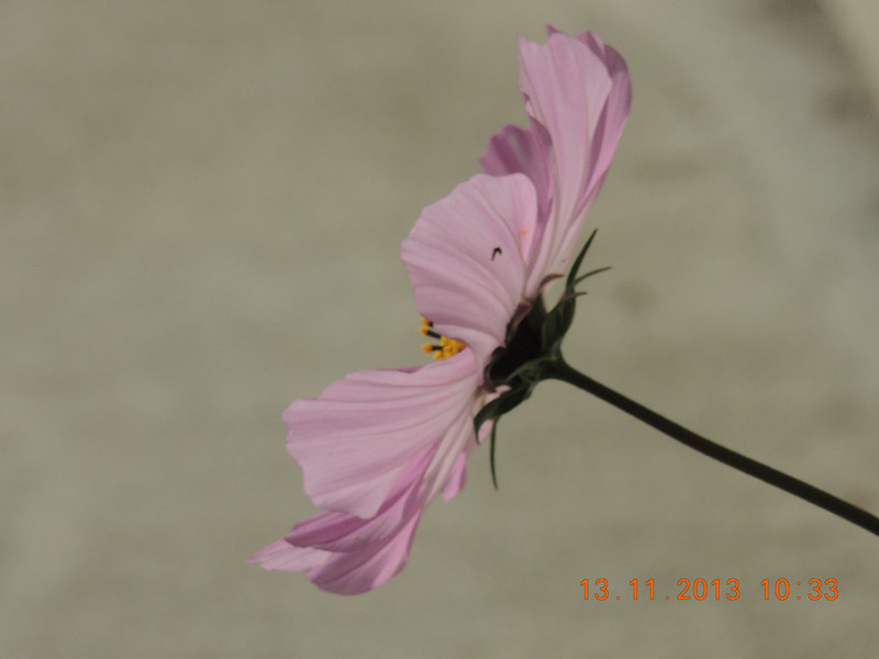 flower #2 235_.jpg