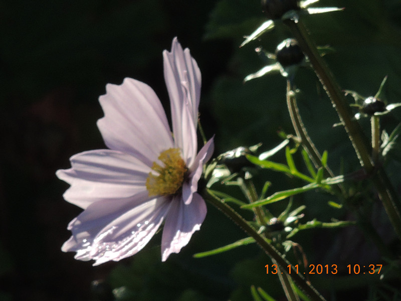 flower #2 250_.jpg