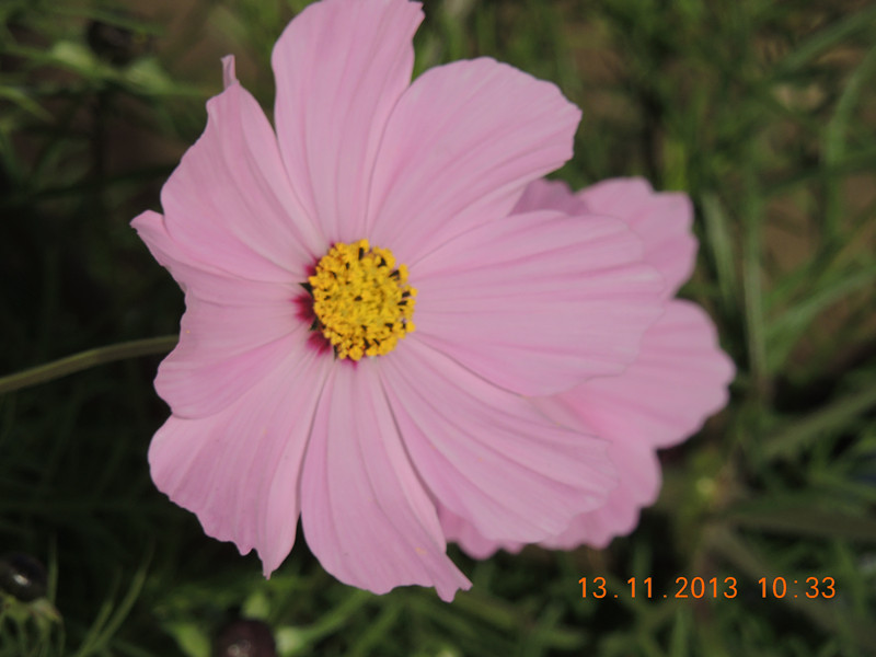 flower #2 237_.jpg