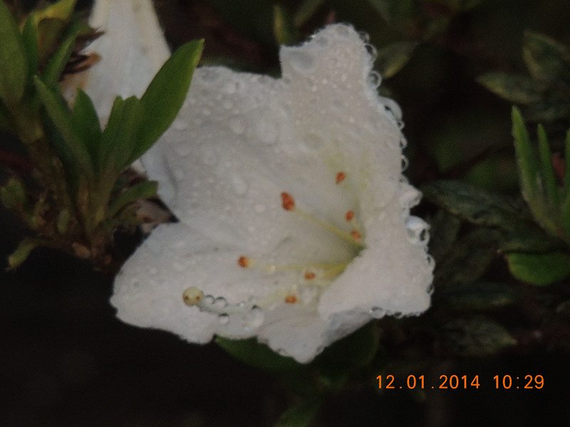 flower #2 750_.jpg