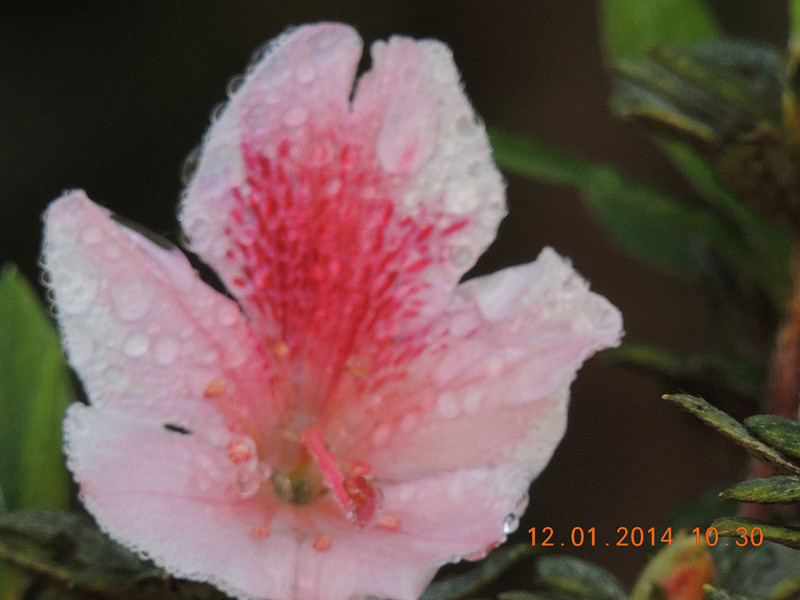 flower #2 751_.jpg