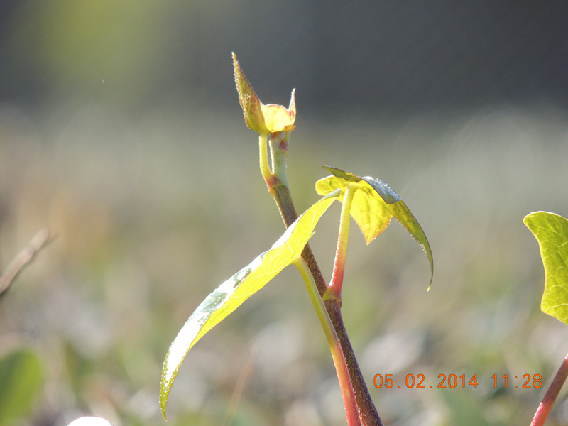 flowers 2014 016_.jpg