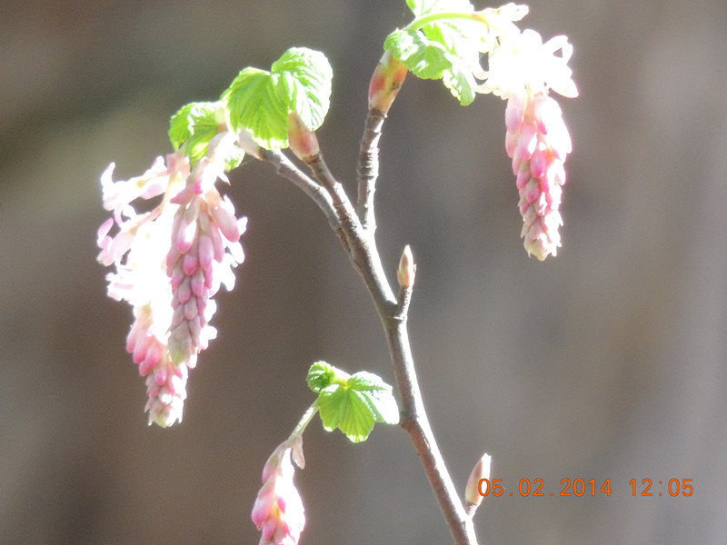 flowers 2014 029_.jpg