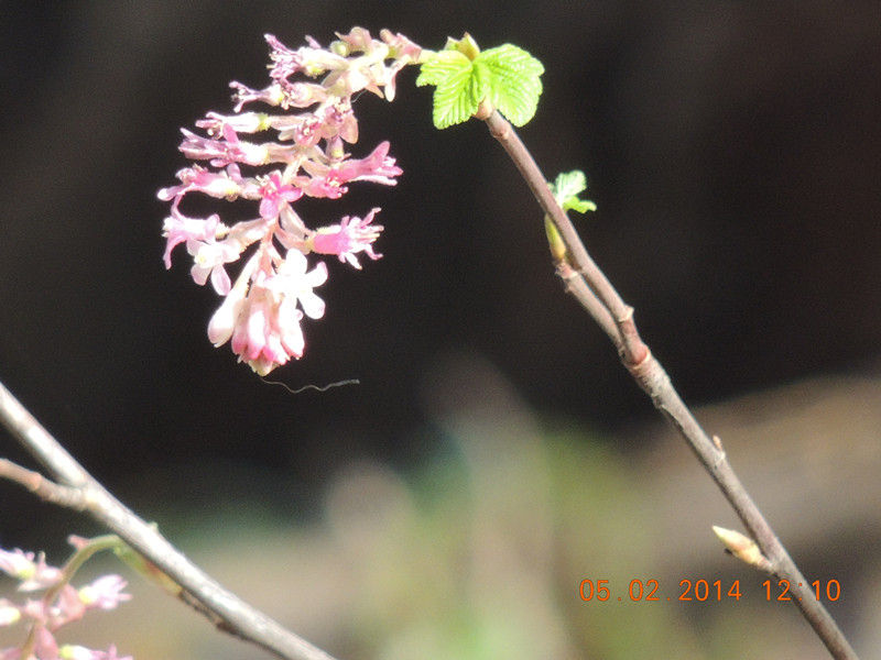 flowers 2014 049_.jpg