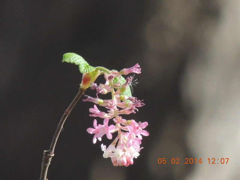 flowers 2014 040_.jpg