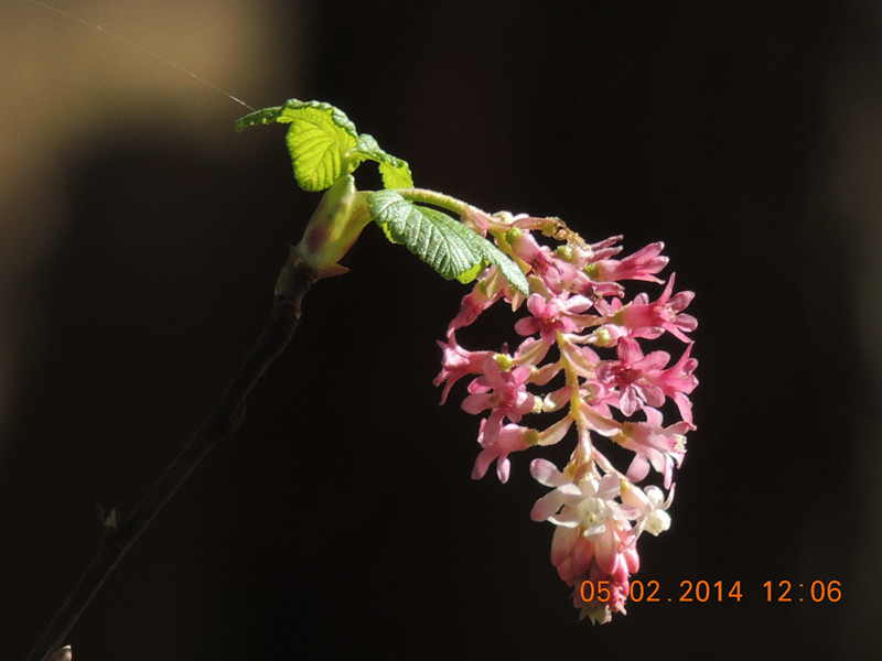 flowers 2014 035_.jpg