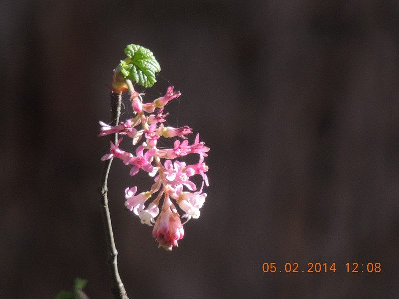 flowers 2014 045_.jpg