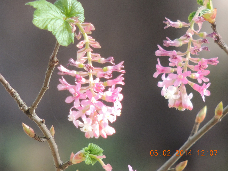 flowers 2014 041_.jpg