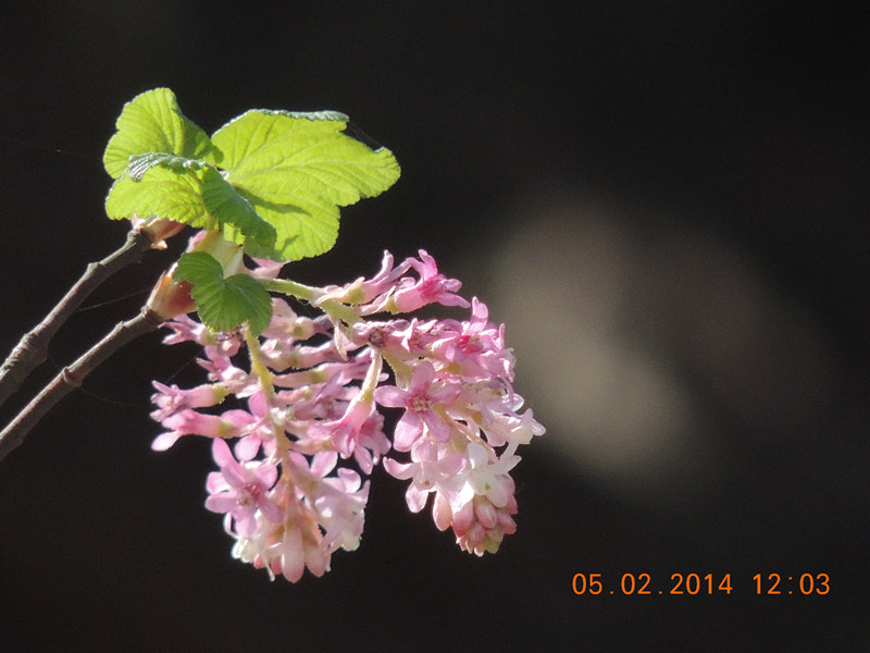 flowers 2014 024_.jpg