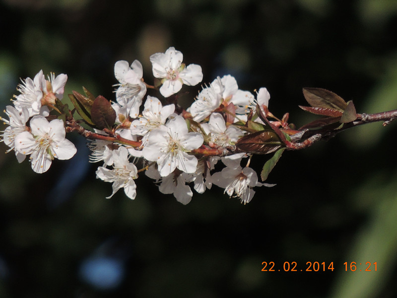 FLOWERS 2014 244_.jpg