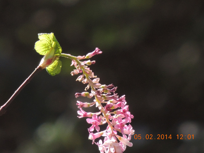 flowers 2014 023_.jpg