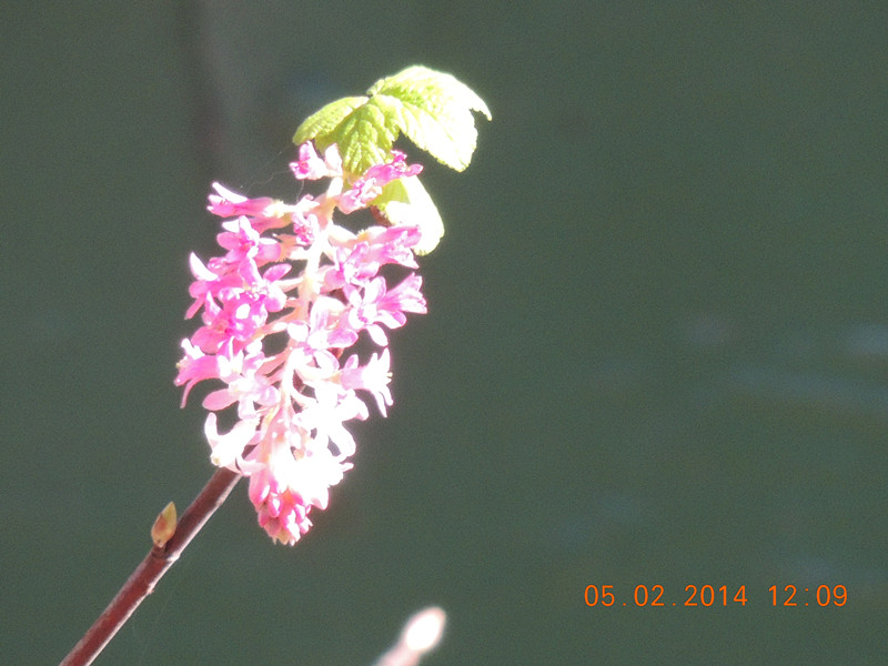 flowers 2014 047_.jpg