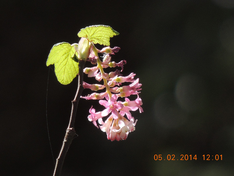 flowers 2014 020_.jpg