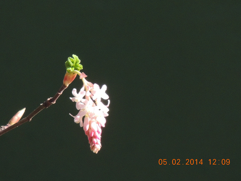 flowers 2014 048_.jpg