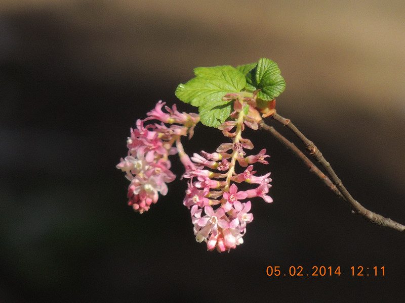 flowers 2014 051_.jpg