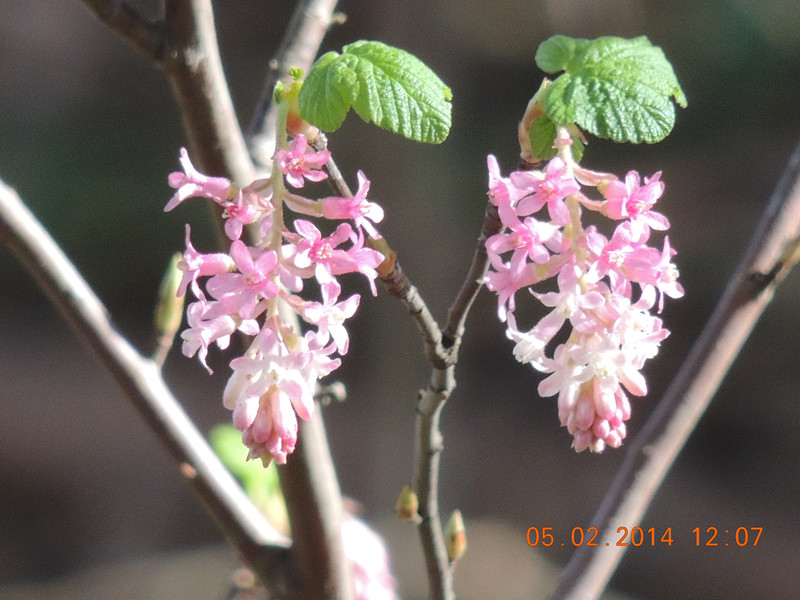 flowers 2014 042_.jpg