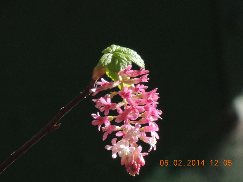 flowers 2014 032_.jpg