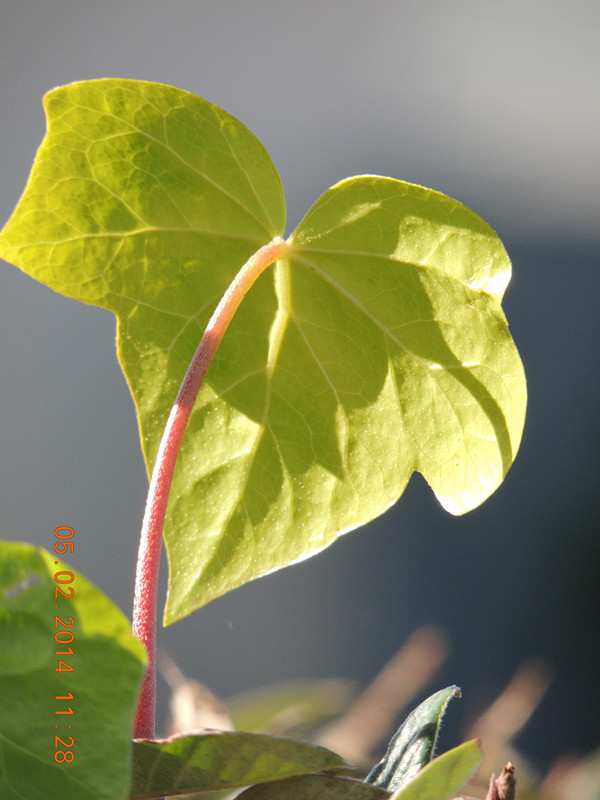 flowers 2014 015_ת_.jpg