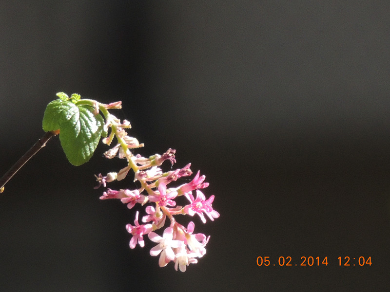 flowers 2014 027_.jpg