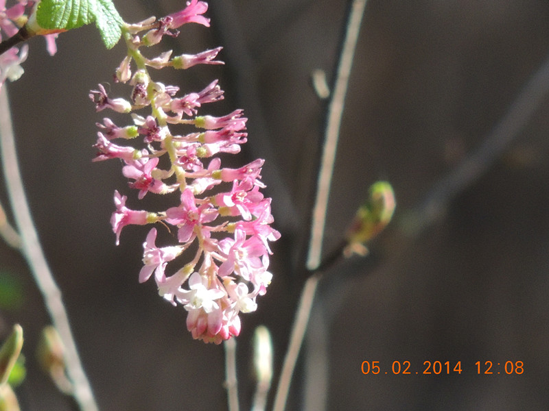 flowers 2014 043_.jpg