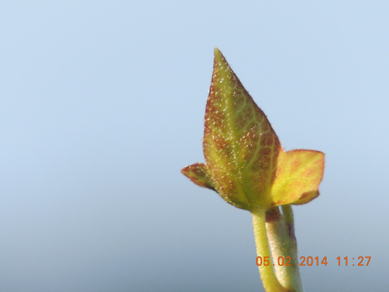 flowers 2014 011_.jpg