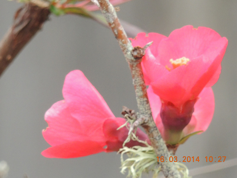 flowers 2014 462_.jpg