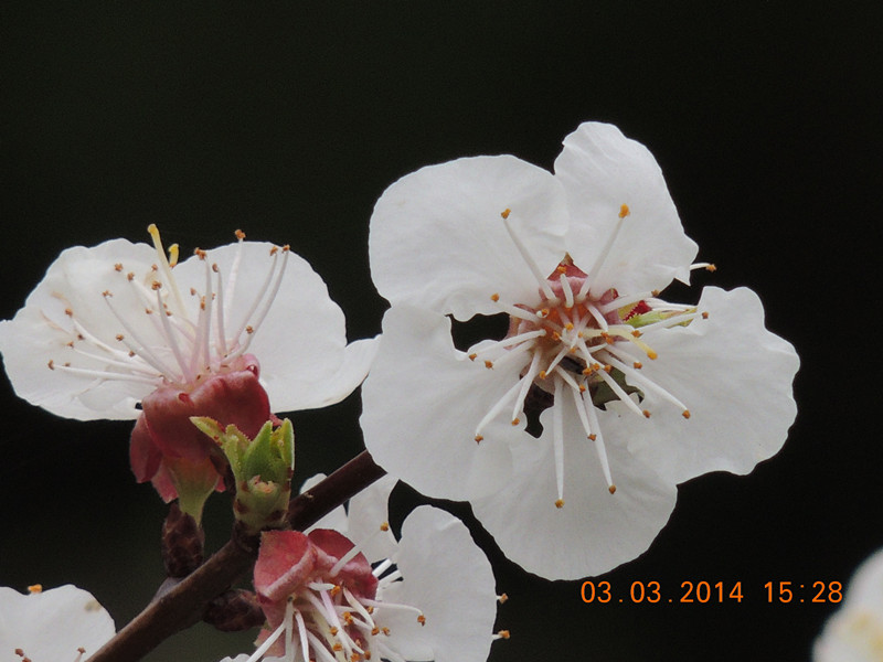 flowers 2014 274_.jpg