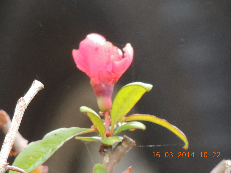 flowers 2014 451_.jpg