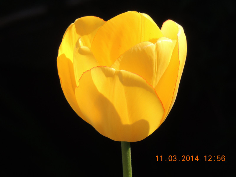 flowers 2014 353_.jpg