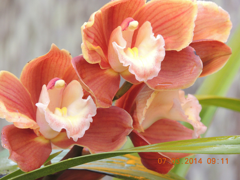 flowers 2014 328_.jpg