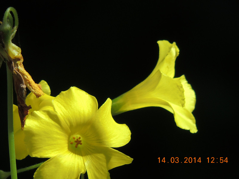 flowers 2014 414_.jpg