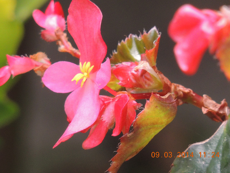 flowers 2014 341_.jpg