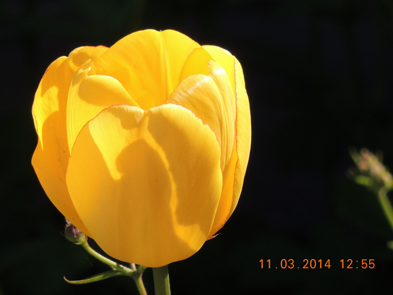 flowers 2014 352_.jpg