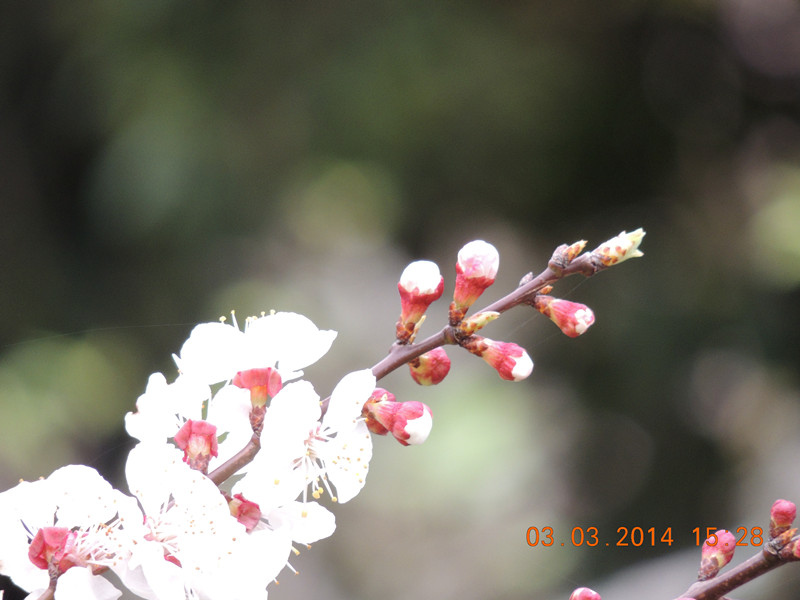 flowers 2014 275_.jpg